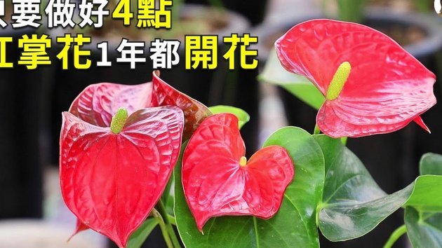 花呗套怎么套现