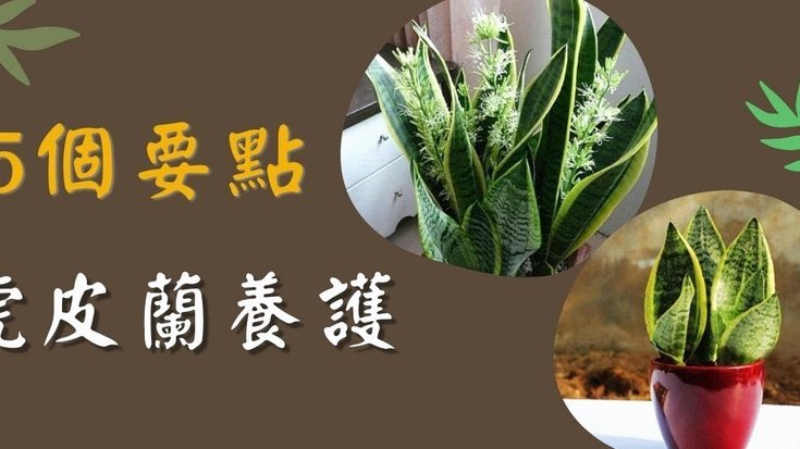 花呗现在怎么还款