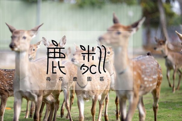 鹿优选回购：数据驱动的精细化策略