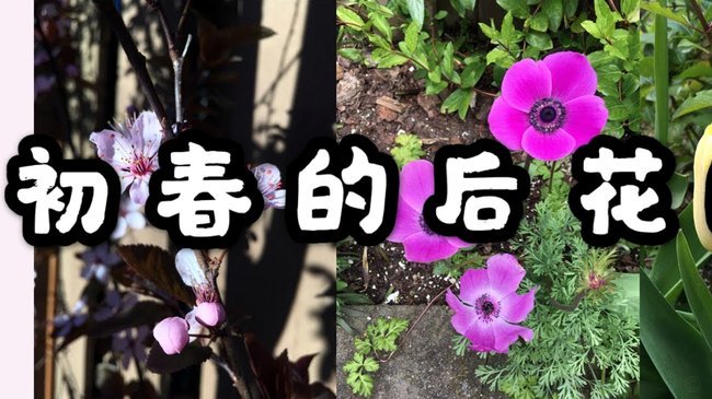 花呗秒套平台是真是假？投诉指南