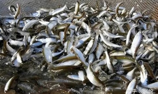 白条逾期协商：别轻信催收电话