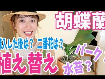 秒用花借款入口
