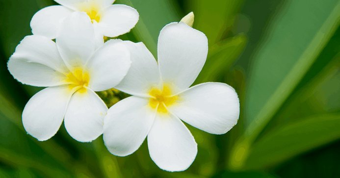 这么套现花呗